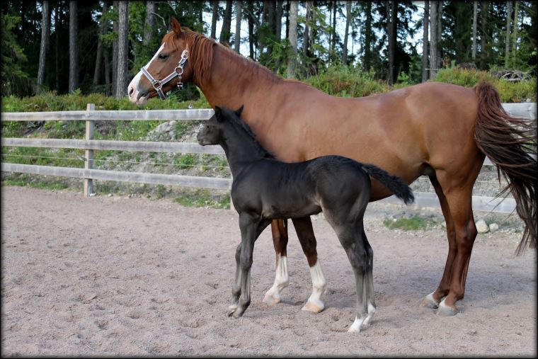 Aria with her 2016 colt foal by Mynach Oregon... we are more than pleased with this combination!!