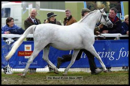 Moelgarnedd Mefus -     Champion and medal winning mare...