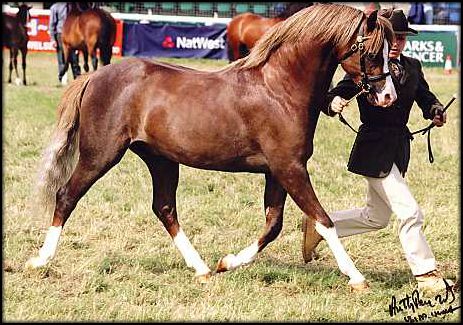 Lemonshill Top Note -  Top Note is a true Welsh Pony, tremendous presence, good bone beautiful head & eye and free movement from the shoulder.  He has the most delightful temperament!