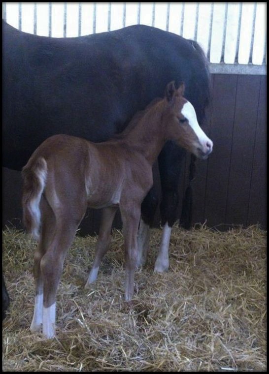 one more stunning foal by Pinafore, we are so pleased with the foals she give us... we have used three different stallions and we love them all..!!