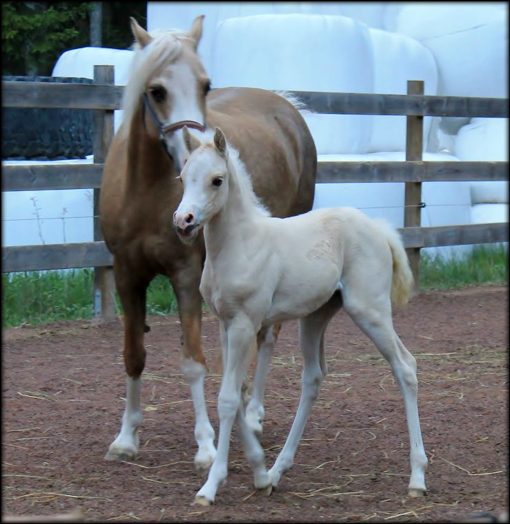 Det efterlängtade stofölet  e. Stougjeshoeve Envoy   (Cwrtycadno Cymro  x  Breeton Dai)