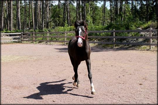 Dance är 2år om en månad och detta är sista bilderna jag tog innan han åkte till sin nya ägare ♥