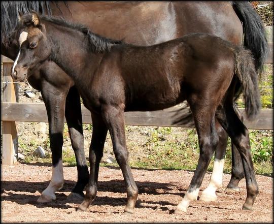 We have DNA-tested him on the cream gene and he is smoky black as his mother!