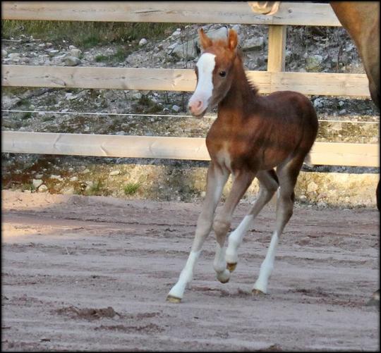 Princess  2 weeks old...