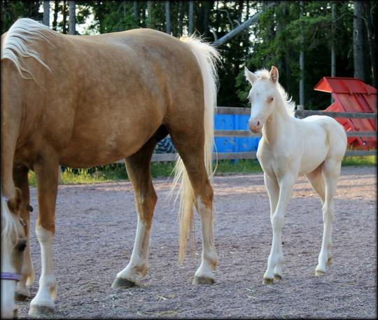 We are so happy to have a filly out of Sea Sprite and what a foal then... completely divine !!