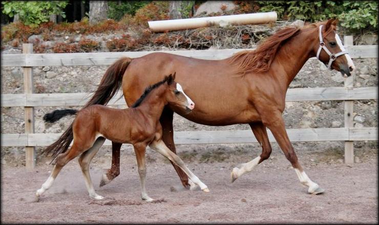 This mare never disappoint us and we are so happy she gave us the filly we have waited for... ♥