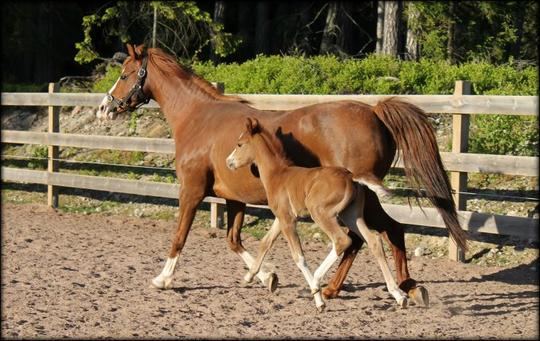 First foal with us and a colt foal by Lemonshill Top Note...   he can certainly move!!  He is only 4 days in the picture