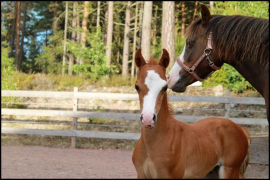 Nu 2v gammal och han får höra varje dag hur fin han  ♥      g hur fin han är