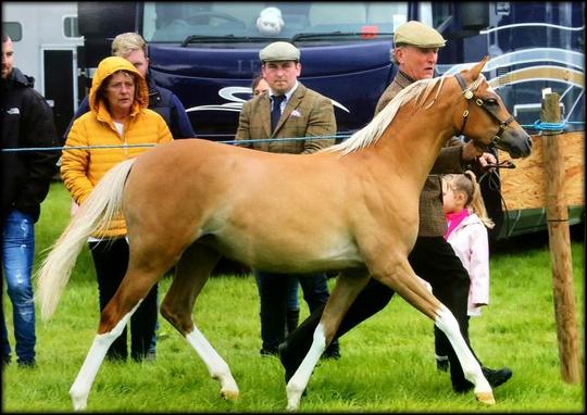 1st in the yearling filly class at Warrington Show  then went on to win the Reserve section B Champion.