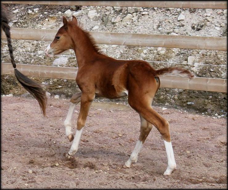 He has everything and we are so proud of him!!!  Absolutely perfect white markings, moves so well and he will get a really good size.... we have done the match again, offcourse ;-)                                 1v. old in this picture...