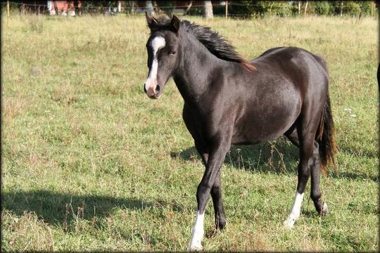 Summer 2011, as a yearling....