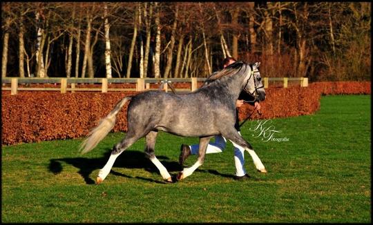 ♦ NWPCS Stallion Grading 2020