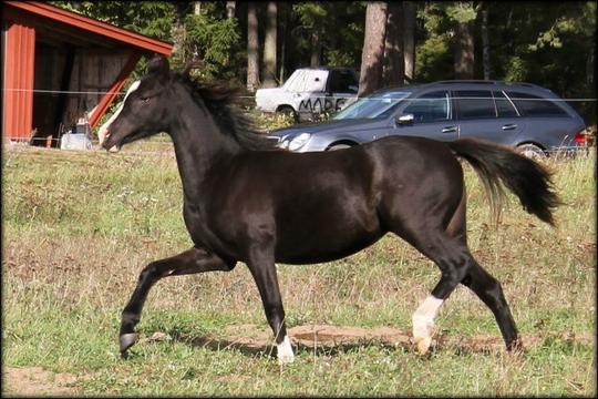 she is an outstanding mover and that was what we were hoping for when we bought  an offspring to Boston Bonaparte.... she moves for fun!!