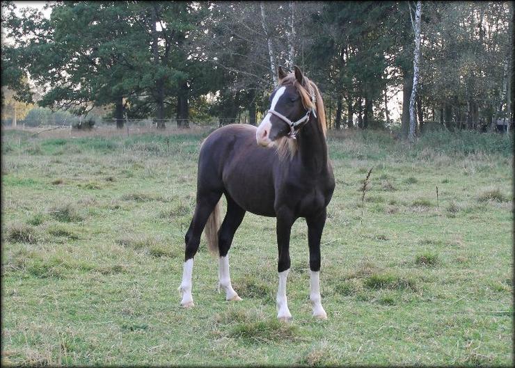 Our stunning yearling ... last picture before he was sold!