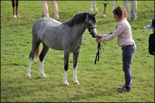 Royal Welsh Show - 2018