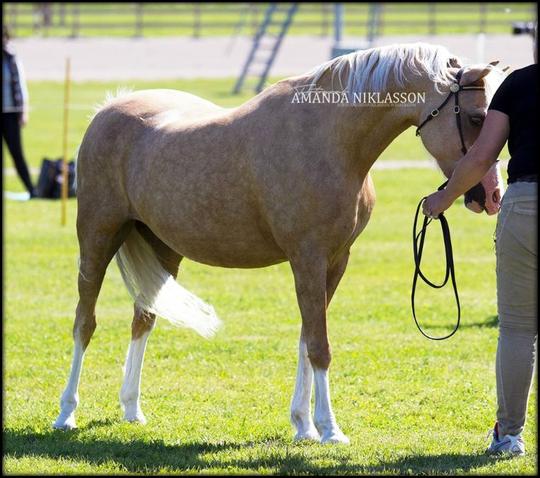 We showed Sea Sprite at our National Show, she received a Goldmedal and  going into the Swedish Welsh Studbook  (Quality book) now!