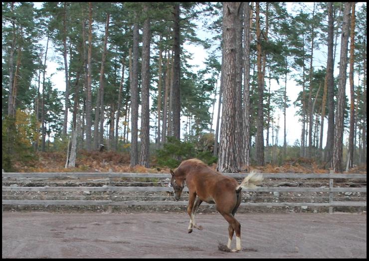 han ska bli rodeohäst :)