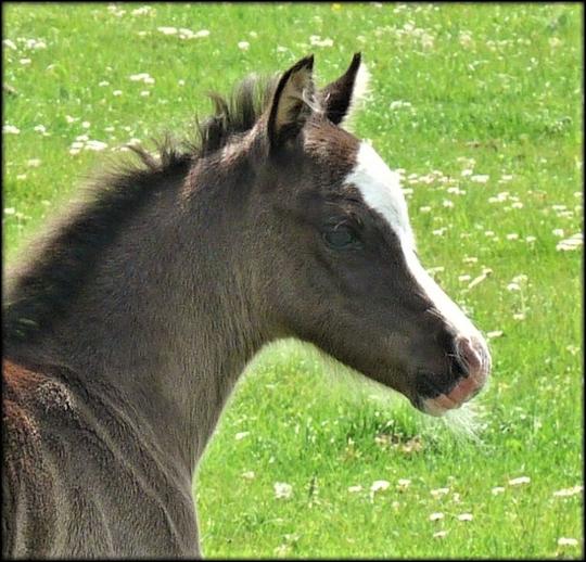 Lady as a foal, absolutely gorgeous!!! ♥