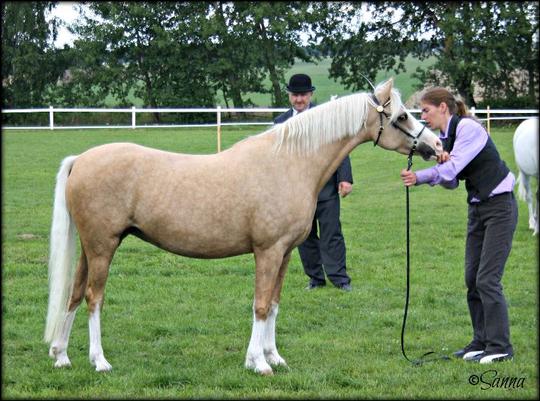 National Show in Våxtorp where she received a Goldmedal with the words, excellent type of broodmare with lovely bone...