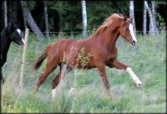 in the pasture as a yearling with his friends...