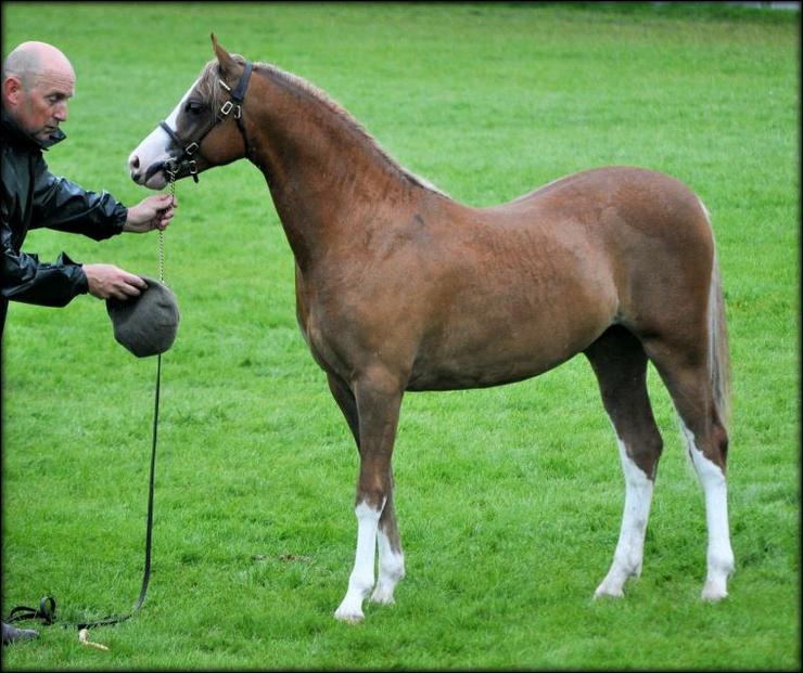 Royal Welsh Show 2017 -    6th section B yearling colts