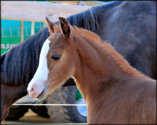 She has her mother's big beautiful eyes, she is the one who is most like Pinafore of her siblings....