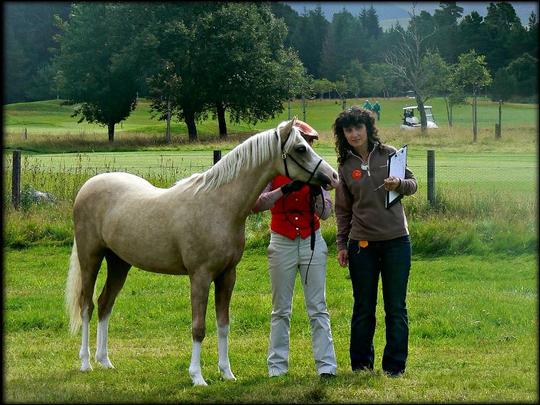 Mynach Sea Sprite at Show in Scotland, autumn -08 as a yearling....