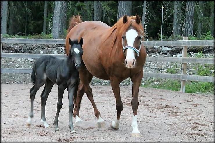 She did it again....I´m over the moon with this foal!!! ♥