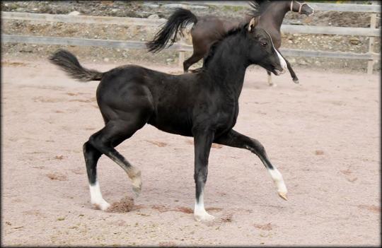 7 weeks old.... and he is very dark now?