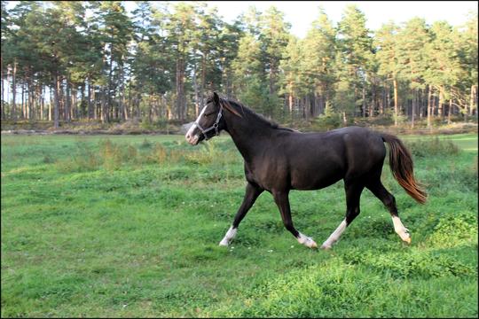 sept. som 2-åring med sin bror på lösdriften