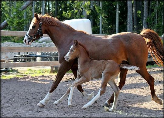 Eyarth Aria and son...