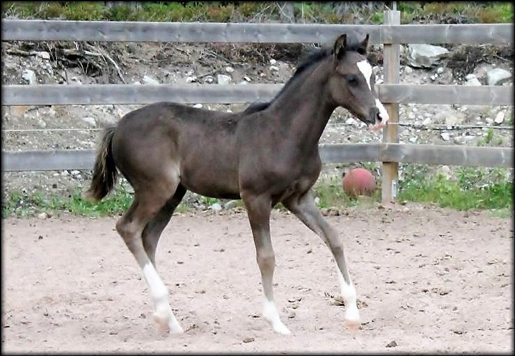 He has the movement like his mother, there are not many ponies that moves so good...!!