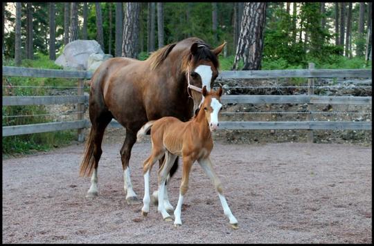 Princess och hennes första föl -  Micenas Pitch Perfect ♥