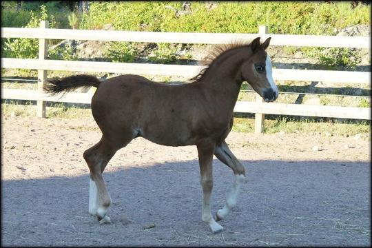 We love this little chap... he is  amazing and he know it ♥